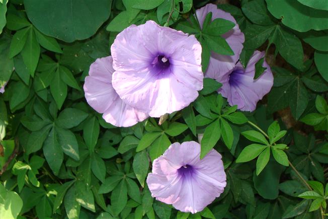 Ipomoea cairica